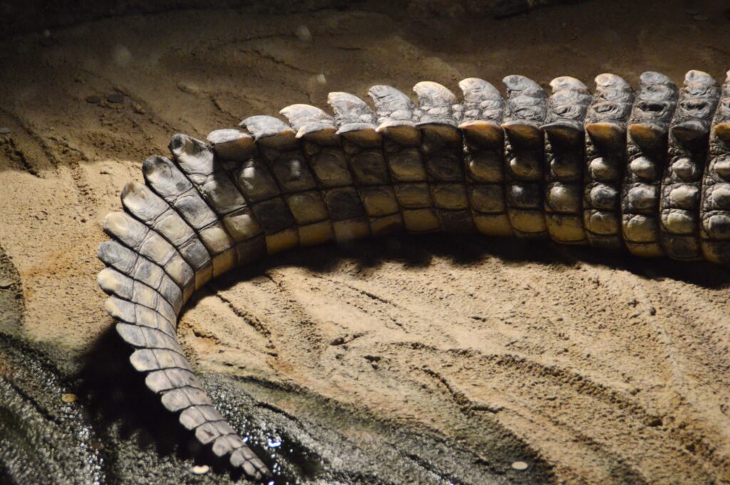 crocodile tail