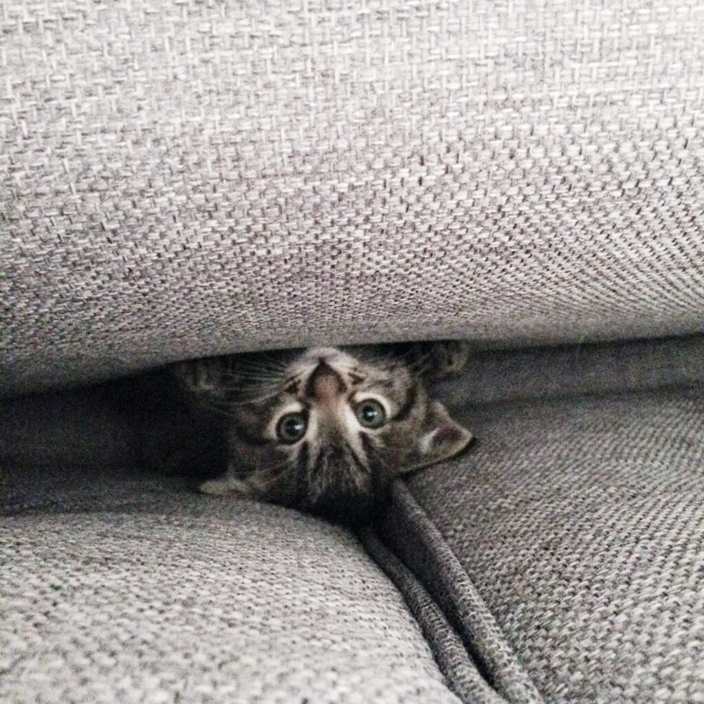 grey kitten hiding between sofa pillows
